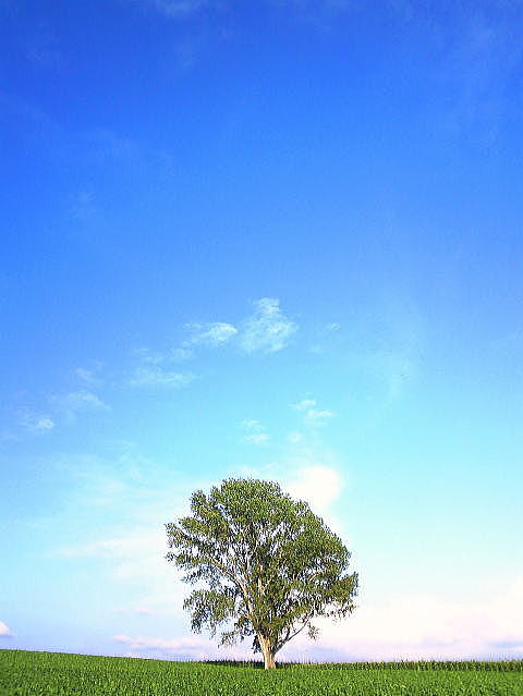 哲学の木と美瑛の青空